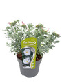 Sølvbusk "White Passion" 19 cm
